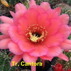 Tr. Cantora.4.1.jpg 